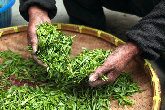 The Six Types of Chinese Tea: A Journey from Leaf to Cup